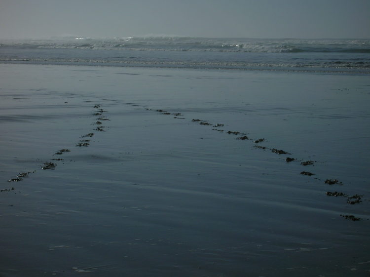 Foot prints in the beach sand