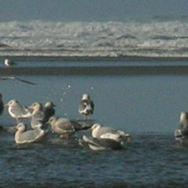 Seagulls at Cannon Beach