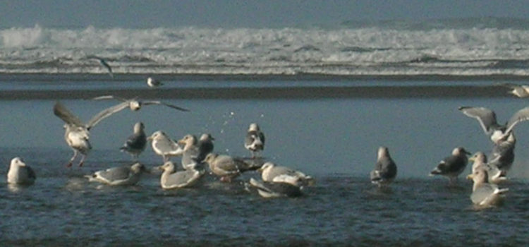 Seagulls at Cannon Beach
