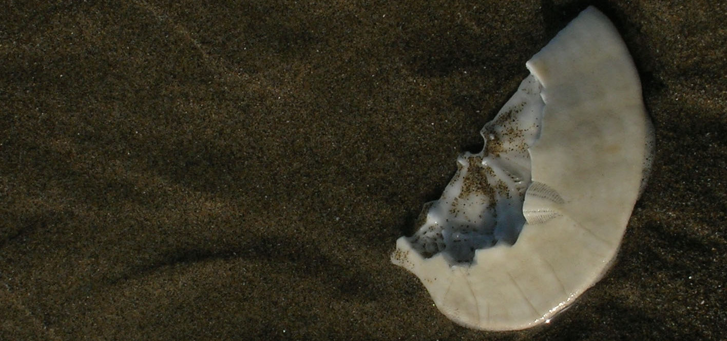 Sand dollar