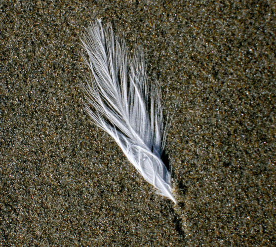 Feather in the sand