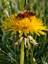 Making A Dandelion Tincture Bee on dandelion