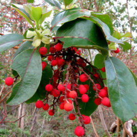 Red berries at Camassia