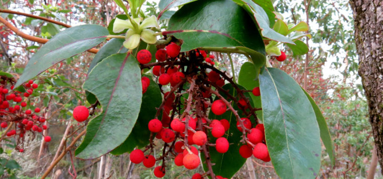 Exploring Camassia Preserve Red berries at Camassia