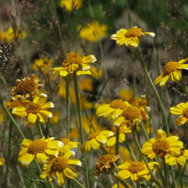 Butterfly on yellow flowers