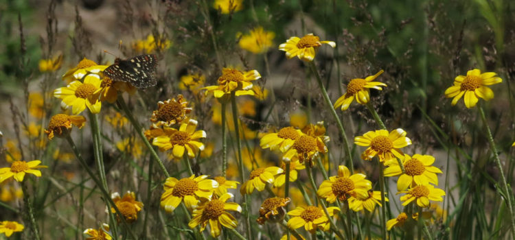 Butterfly on yellow flowers