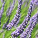 Lavender flowers