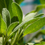 Sage leaves