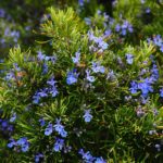 rosemary bush