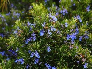 rosemary bush