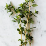 Thyme sprigs