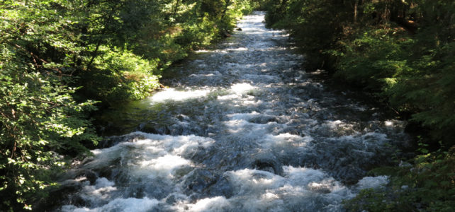 Forest river flowing over rocks