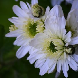 Chrysanthemum blossoms