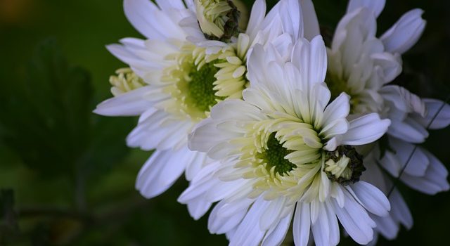 Chrysanthemum blossoms