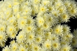 Chrysanthemums