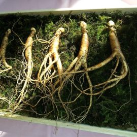 Ginseng root