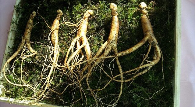 Ginseng root