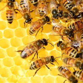 Bees on honey comb