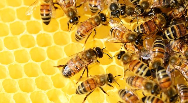 SAVE THE BEES! Bees on honey comb