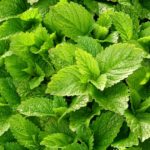 Peppermint