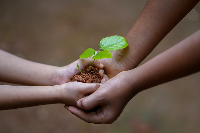 Hands holding young plant