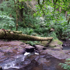 Along Deep creek Cazadero Trail