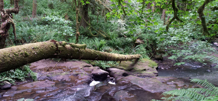 Along Deep creek Cazadero Trail