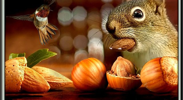 Fall. Time to gather your nuts for winter. Squirrel gathering nuts