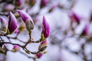 Magnolia buds