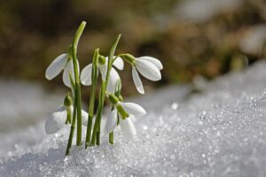 Snow drops breaking through the snow